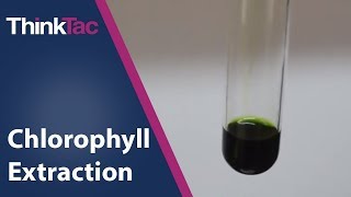 Chlorophyll Extraction  ThinkTac  Science Experiment [upl. by Arella]