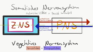 Gliederung des Nervensystems [upl. by Aciria]