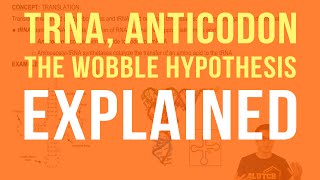 tRNA Anticodons and The Wobble Hypothesis [upl. by Eleumas]