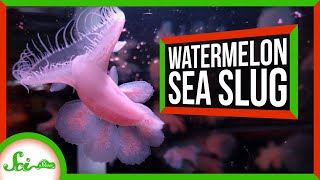 These Horrifying Sea Slugs Smell Like Watermelon Candies [upl. by Yahs]