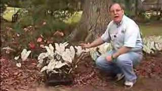 Horticulturist offers tips about caladium care [upl. by Leunad]