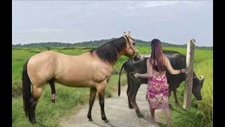 My sister training care her lovely horse in beginner 2021 [upl. by Haerr]