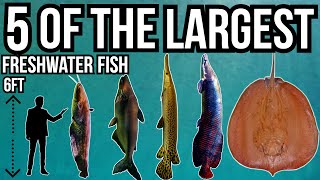 5 of The Largest Freshwater Fish In The World [upl. by Mohkos]