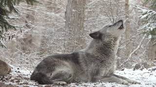 Wolfs Sweet Voice Inspires 50 Wolves to Howl [upl. by Courtnay]