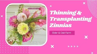 How To THIN amp TRANSPLANT Seedlings  Thinning Zinnia Seedlings [upl. by Kosse24]