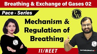 Breathing and Exchange of Gas  02  Mechanism and Regulation of Breathing Class 11 NEET [upl. by Tobye]