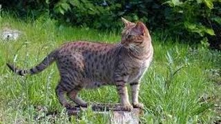 Animal Planet  Cats 101  Ocicat [upl. by Alexandros586]