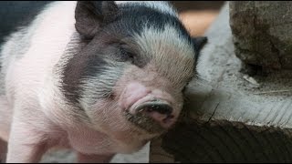 Top 10 Animals That Make Great Pets [upl. by Ravid]