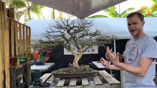 Brazilian Raintree Bonsai Makeover at The Bonsai Supply [upl. by Edlihtam854]