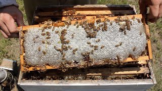 Honey Harvest 2019 188 Pounds [upl. by Dyann]