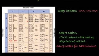 The Genetic Code how to translate mRNA [upl. by Mcclees]