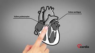 Anatomie du coeur  version française [upl. by Pearle]