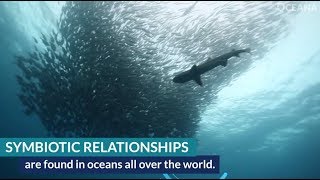 The Oceans Symbiotic Relationships [upl. by Sandberg306]