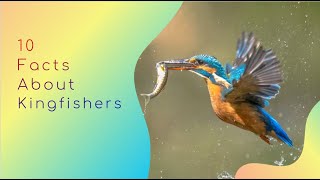 10 Facts About Kingfishers [upl. by Wren]