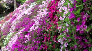 A Japanese azalea garden Daikozenji quotTsutsuji Teraquot [upl. by Vial]