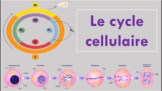 Le Cycle Cellulaire [upl. by Dasa]