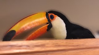 Whats It Like Having a Toucan In The HOUSE [upl. by Galanti62]