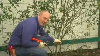 How To Prune Your Climbing Rose [upl. by Ahsa]