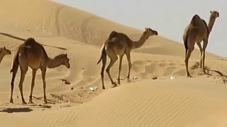 Camels in Fujairah Desert  UAE [upl. by Lashondra]