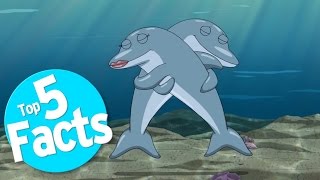 Top 5 Freaky Facts About Dolphin Sex [upl. by Hardi]