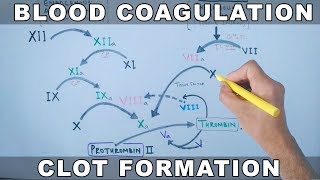 Coagulation Cascade  Intrinsic and Extrinsic Pathway [upl. by Ydnik415]