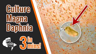 How to culture DAPHNIA MAGNA  The easy way [upl. by Olaf]