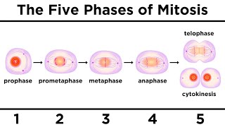 Mitosis How One Cell Becomes Two [upl. by Athal859]