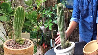 HOW TO REPOT Tall amp Spiky CACTUS [upl. by Aenel]