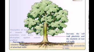 Introduction to plant hormones [upl. by Freddi]