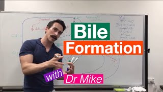 Bile Synthesis and Function [upl. by Dudley]