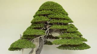 Juniper Bonsai care [upl. by Muller]