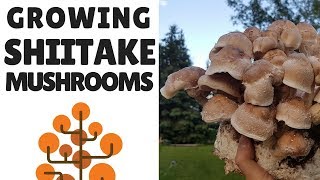 Growing Shiitake Mushrooms [upl. by Idnam80]