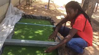 Azolla farming in ZimbabweFish  poultry feed and bio fertilizer [upl. by Annaid278]