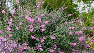 Lavatera x clementii Rosea  Tree Mallow [upl. by Llertrac]