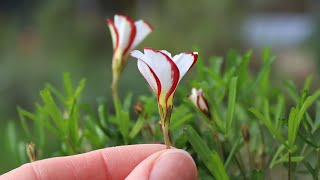 Oxalis versicolor Candy Cane Sorrel  FarmerGracycouk [upl. by Downs]