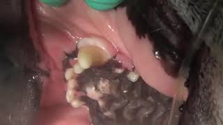 Veterinary Dentist SHOWS the Gingival Hyperplasia Excision in a Brachycephalic Dog [upl. by Eirrej727]