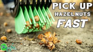 Hazelnut HarvesterThe Tool To Harvest Hazelnuts [upl. by Llesram]