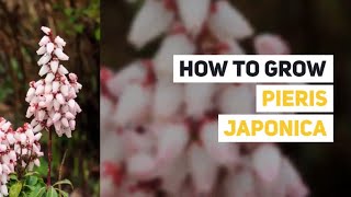 Pieris japonica  Japanese andromeda  Varieties and How to Grow them [upl. by Raybin]