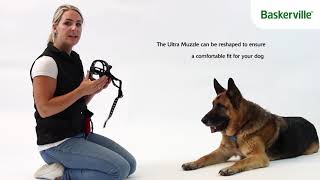 How To Fit the Baskerville Ultra Muzzle  Muzzle Training [upl. by Root230]