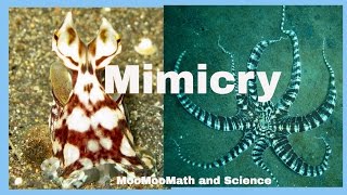 Examples of animal mimicry [upl. by Ewan]