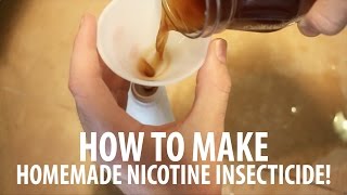 Homemade Insect Spray How To Make Nicotine Insecticide [upl. by Hagen443]