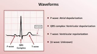 Intro to EKG Interpretation  Waveforms Segments and Intervals [upl. by Yahsan606]