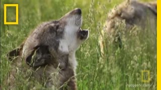 How Did Wolves Evolve  National Geographic [upl. by Nomed]