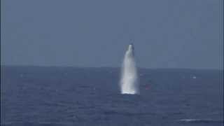 USS West Virginia testfiring Trident II SLBMs [upl. by Wakefield]