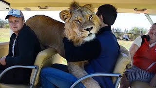 Taigan Lion Park  Where Lions Hug Tourist [upl. by Edelson]