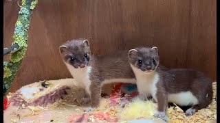 Whisper amp Stuart Two Adorable Stoat Kits Meet  Rescued amp Returned to the Wild  Robert E Fuller [upl. by Koenraad]