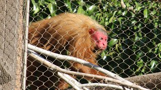 Uakari monkey  Los Angeles Zoo 2019 [upl. by Alejo]