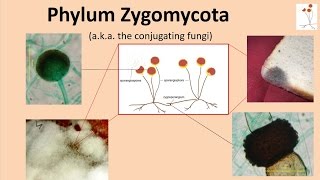 Zygomycota [upl. by Peggir]