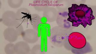 MALARIA LIFE CYCLE Plasmodium falciparum [upl. by Nam]