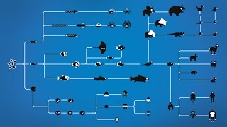 How Evolution works [upl. by Adyl]